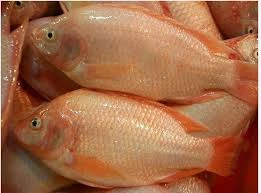 Ikan Tilapia Merah