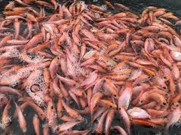 Benih Tilapia Merah