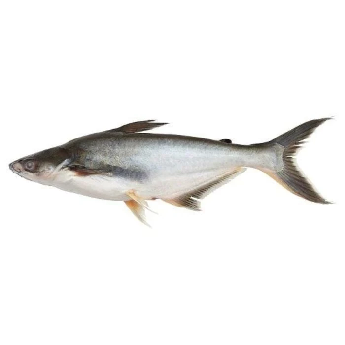 Ikan Patin